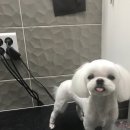 대치수동물병원 이미지