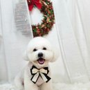 메리몰펫샵 | 부산 사직동에서 강아지 맞춤 미용과 스파까지 가능한 메리몰펫샵 사직점 방문 후기