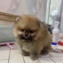 SHOWDOG