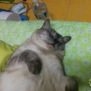 하나 동물병원 이미지