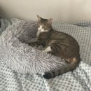 수현동물병원 이미지