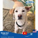 pet68더1816 | ✈️ 반려견 해외이사 후기｜베트남에서 미국 애틀란타까지, Sữa Bắp의 행복한 여정🐕