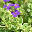 꽃다지 앞 이미지