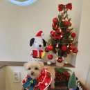 꽃내음나개 이미지