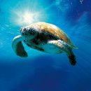 토토의 바다 이미지