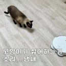 짱가방 | 고양이가 싫어하는 것, 디퓨저 냄새와 소리 집사는 몰랐던 행동