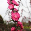 복숭아쉼터 이미지