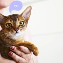 고양이미용호텔_미야옹 이미지