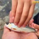 샘골솔밭야영장 | 강원도 홍천 샘골솔밭야영장, 계곡 캠핑의 끝판왕! 가족여행 후기 🏕️
