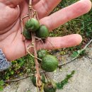 수비 면사무소 이미지