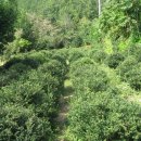 석전농장 이미지