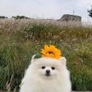 개바라기 이미지