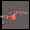 양자광선의료기연구원 | 2025년 7월 2일 수요일 : 체온과 닥터프렌드-원적외선,전자파,면역의 활성화