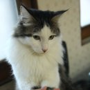 고양이숲 이미지