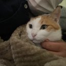 새만금동물병원 이미지