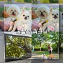 부산 이색데이트 시민공원 그날의 피크닉 내돈내산 대여 후기 & 반려견 여름나들이 필수템 추천