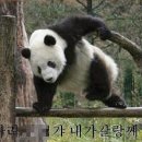 팬더랜드 이미지