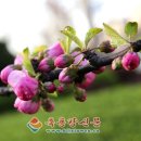 봄빛민박
