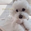 조은메디칼 | 📌 펫조은자리 듀라론 강아지쿨매트 L 여름 준비 후기
