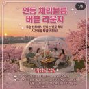 탈춤공연장 옆 | 2026 경북 안동 벚꽃 축제 실시간 현황(일정, 벚꽃명소,하회마을,월영교,탈춤공원, 출연가수)