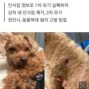 역대급 강아지 유기 사건 근황 이미지