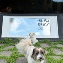 그라운독 | 강아지 운동장 남양주 그라운독 방문후기 입장료, 무게제한, 운영시간