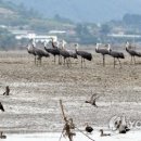 순천만 메추리 이미지