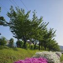 구미천 | 구미 도량미소지움 건너편 원평동 구미천 꽃밭 풍경 (2024년 04월)