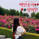 장미꽃떡볶이&라면부천범박점 | 부천 장미 :: 도당동 백만송이 장미원 방문 후기 (주차 정보, 가는 법, 근처 식당 추천, 사진팁, 개화율)