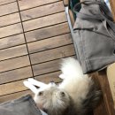 호텔 독스 이미지