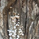 천주교대전교구 판암동교회 | 공주 수리치골 성모성지 탐방