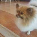 덕수네애견 이미지