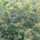 고대1086 이미지