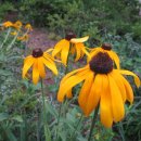 팔매숲공원 이미지