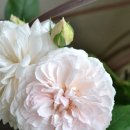 메이드 인 헤븐(Made in heaven) 이미지