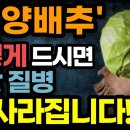 혈당 잡는 양배추의 놀라운 효능! / 이렇게 드세요! 당뇨, 비만, 온갖 성인병 싹 사라집니다! / 효능 높이는 식사법 / 양배추의 힘 이미지