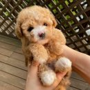 하이, 멍 이미지