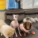 오르치그로치 이미지