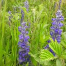 대산민박 이미지