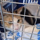 래플즈동물병원 이미지