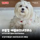 펫비즈 | 강아지악세사리 리틀컵 애플 비즈 네크리스 | 핸드메이드 목걸이 패션 펫용품 착용 후기