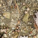 한돌농장 이미지