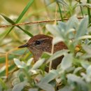 쌍둥이 임신 태몽 후기: 꿈에서 작은 참새 두 마리가 들어왔어요!