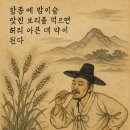 날씨속담282 &#34;망종에 밤이슬 맞힌 보리를 먹으면 허리 아픈 데 약이 된다.&#34;