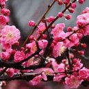 아침향기 이미지