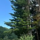 가평황토민박 | 가평 푸른숲캠핑장 🍁