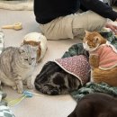 고양이 주택 | [김포] 고영주택 / 유기묘 고양이 카페 후기, 예약 필수, 주차가능