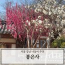 봉은사 홍매화 개화상태 현재 상황 산책 코스와 근처 맛집 청담 후기