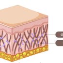 명품피부 이미지