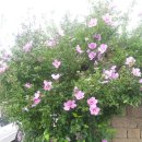 황금빛 민박 이미지